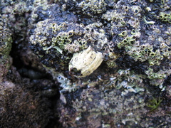 Austromegabalanus nigrescens