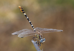 Erpetogomphus compositus