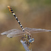 White-belted Ringtail - Photo (c) Jim Johnson, some rights reserved (CC BY-NC-ND), uploaded by Jim Johnson