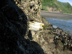 Austromegabalanus nigrescens