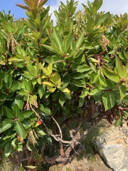 Arbutus × andrachnoides