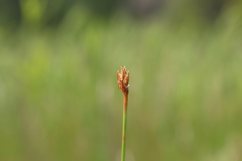 Beaked Spikerush (Eleocharis rostellata)