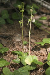Pyrola renifolia