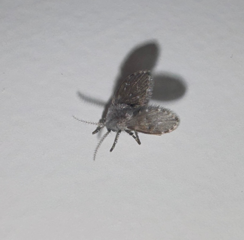 Unknown species found near Carrier Dr, Harrisonburg, VA, US
