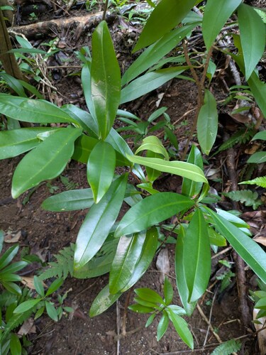Eugenia brasiliensis observed 2025-11-20
