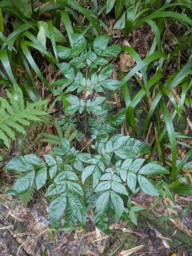 Calliandra, 2025-11-20