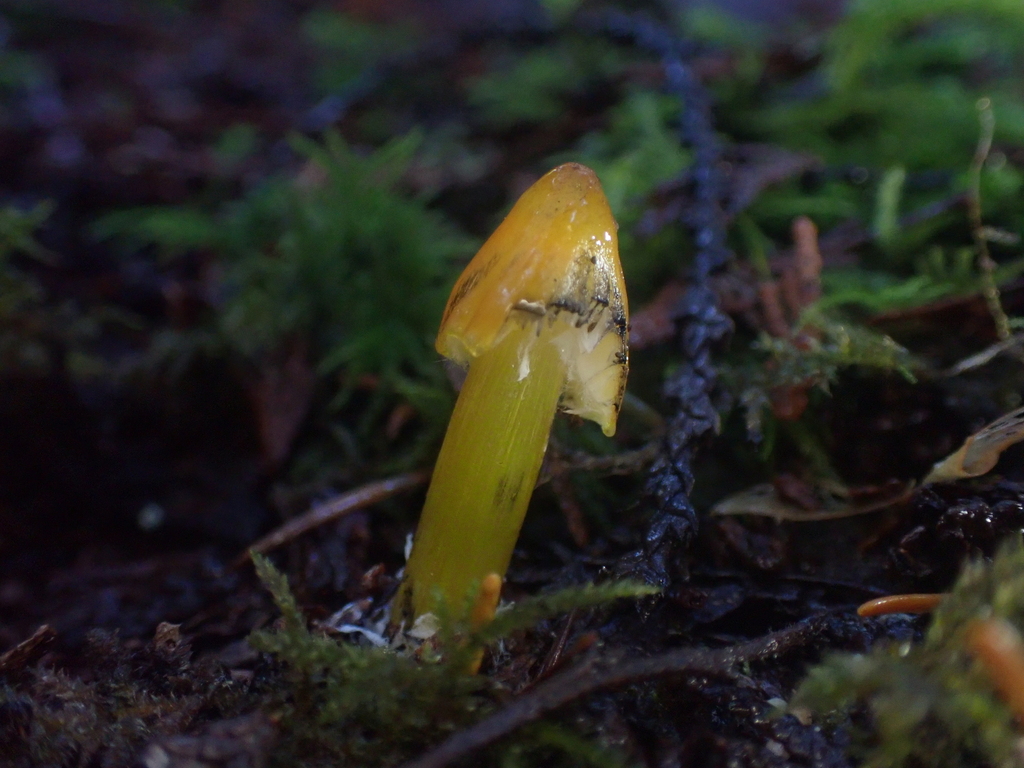 Hygrocybe singeri · November 2025 · photo: © dgwdoesthings (iNaturalist, cc0)