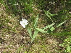 Calystegia spithamaea