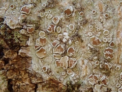 Lecanora cinereofusca