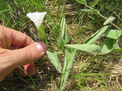 Calystegia spithamaea