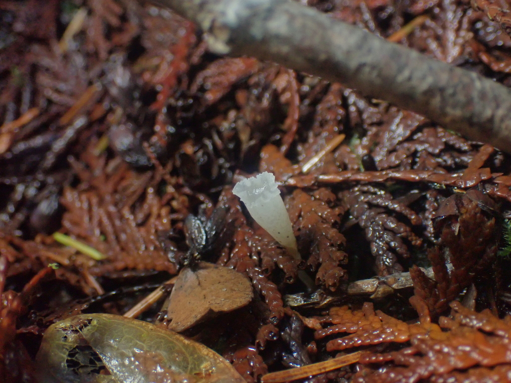 Clavicorona taxophila