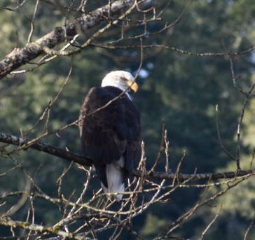 Bald Eagle