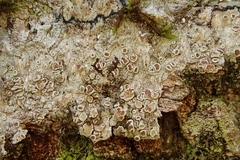 Lecanora cinereofusca