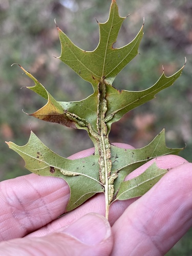 Unknown species found near Lake Shore Dr, Fort Worth, TX, US