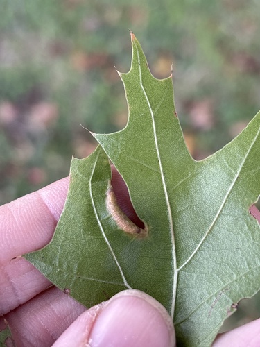 Unknown species found near Lake Shore Dr, Fort Worth, TX, US