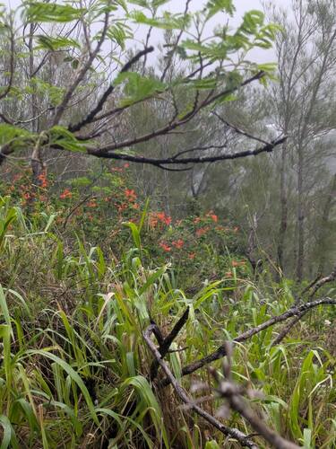 Tecomaria capensis observed 2025-11-21