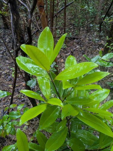 Eugenia brasiliensis observed 2025-11-21