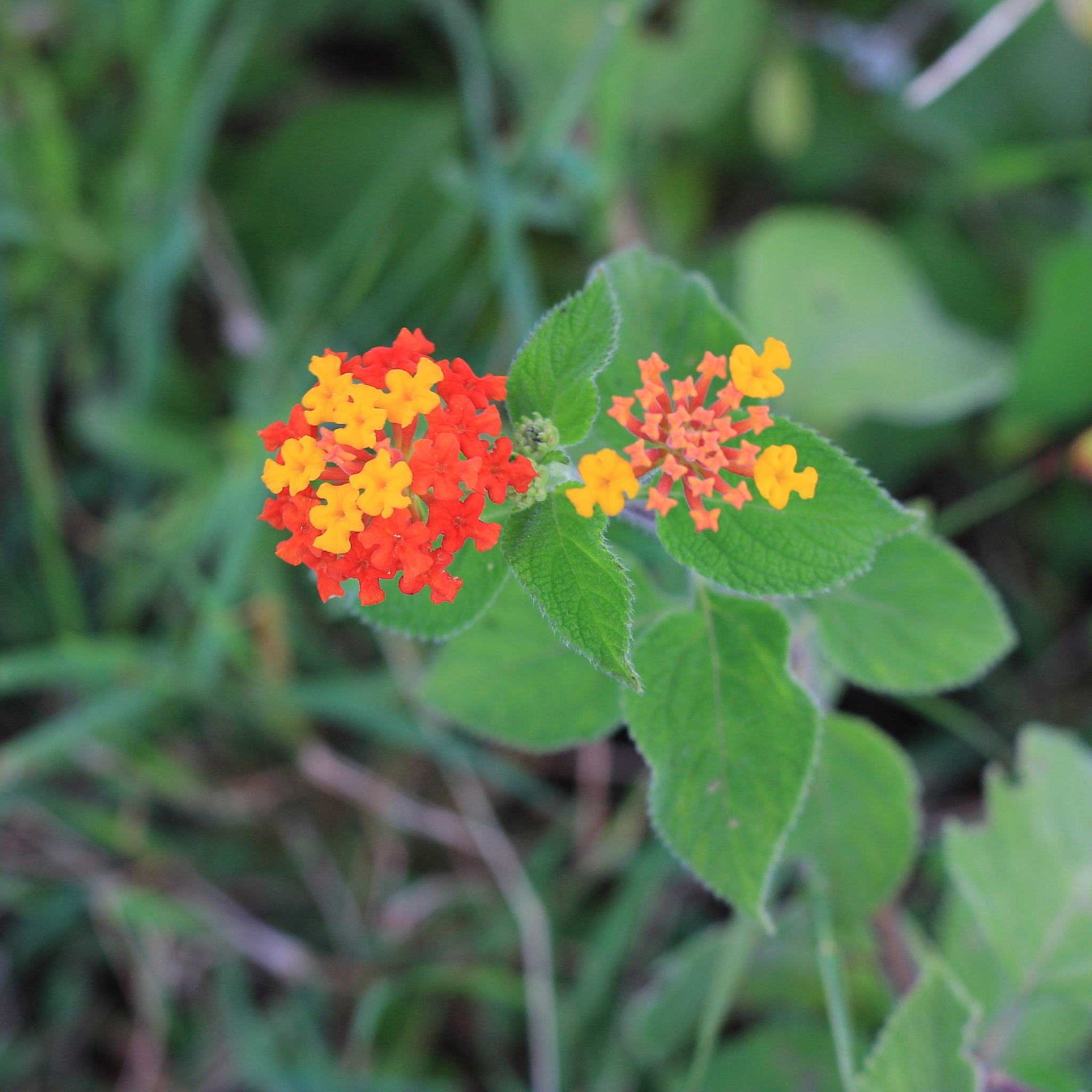 Lantana camara