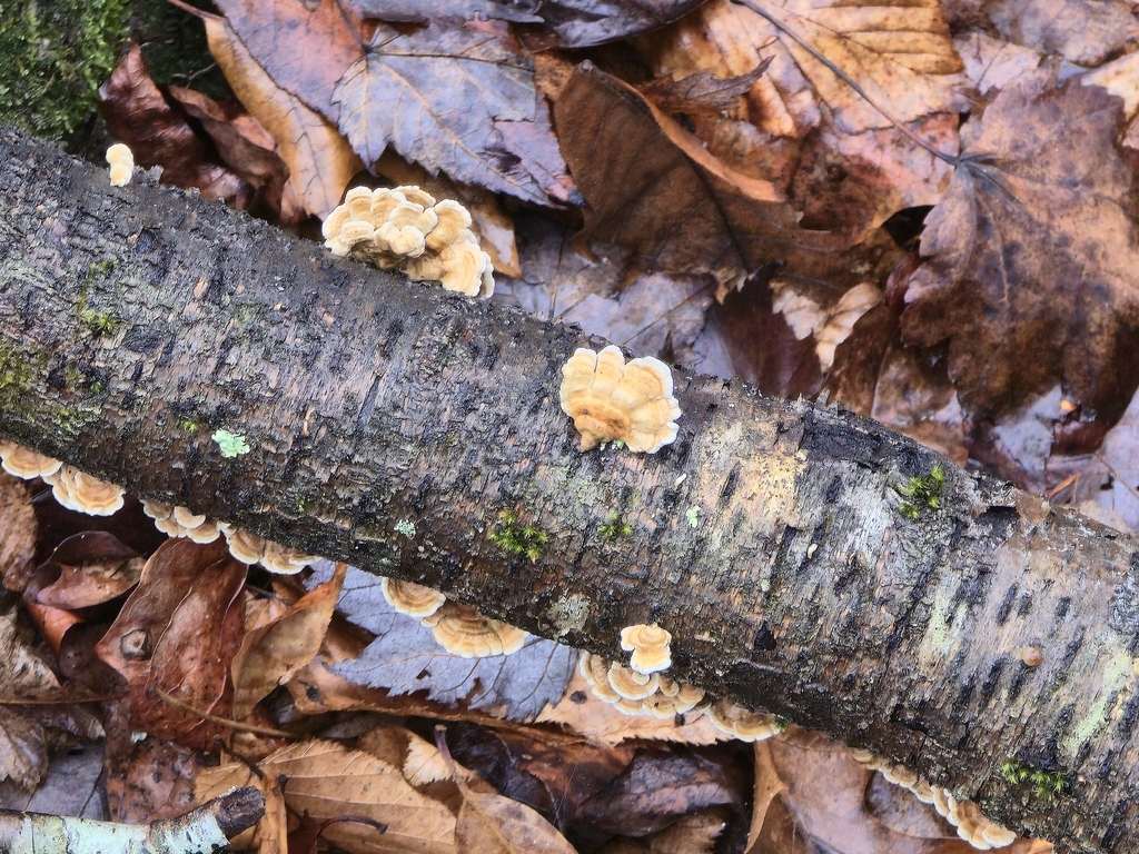 Stereum complicatum · November 2025 · photo: © cvharris (iNaturalist, cc0)