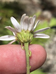 Osmitopsis osmitoides