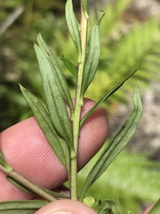 Osmitopsis osmitoides