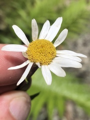 Osmitopsis osmitoides