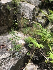 Osmitopsis osmitoides