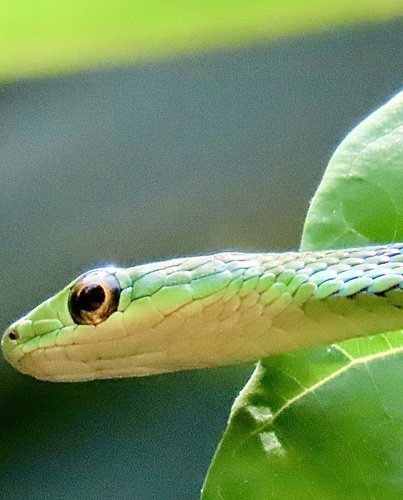 Slender Green Snake