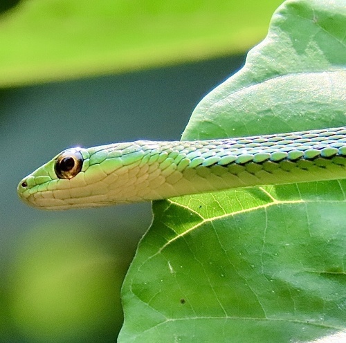 Slender Green Snake