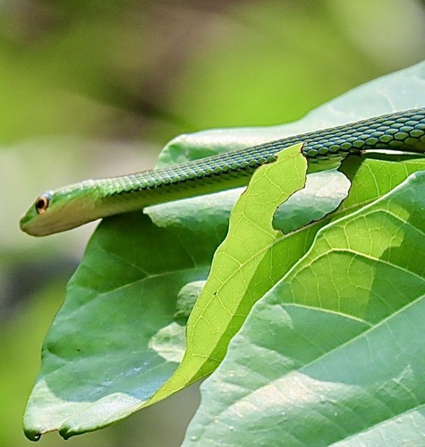 Slender Green Snake