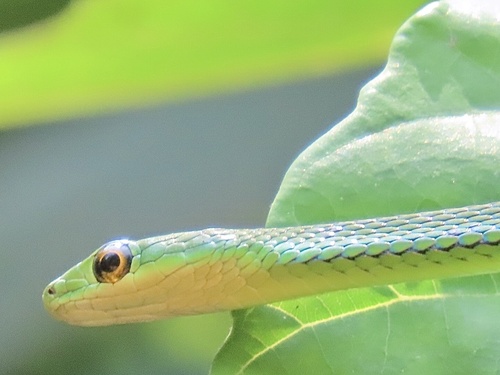 Slender Green Snake
