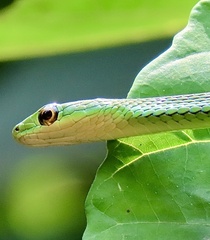 Slender Green Snake