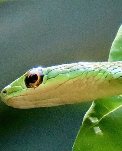 Slender Green Snake