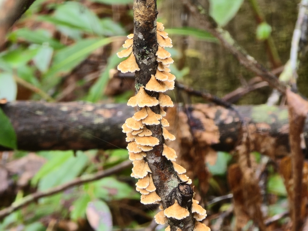 Stereum complicatum · November 2025 · photo: © cvharris (iNaturalist, cc0)