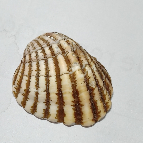 Cardites grayi, 2025-11-30