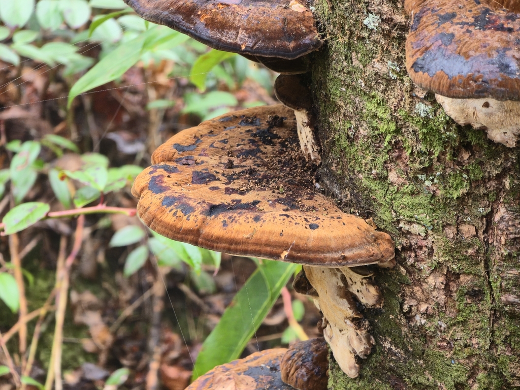 Ischnoderma resinosum · November 2025 · photo: © cvharris (iNaturalist, cc0)
