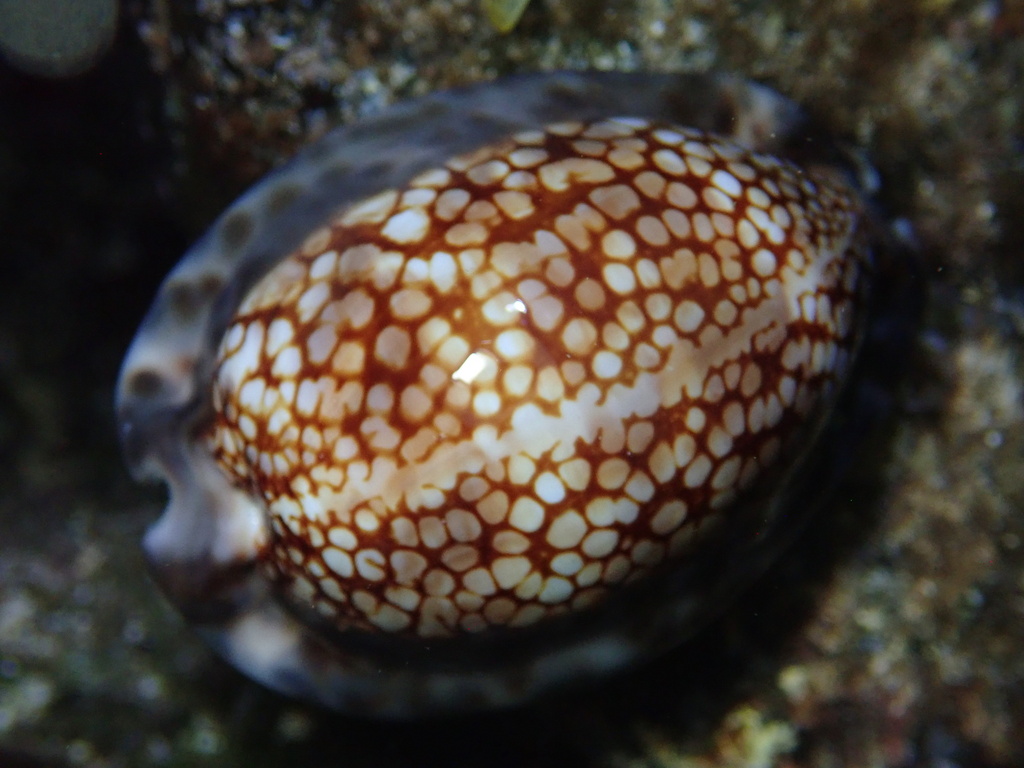 Mauritia maculifera