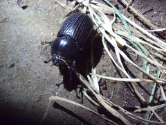 Archophileurus