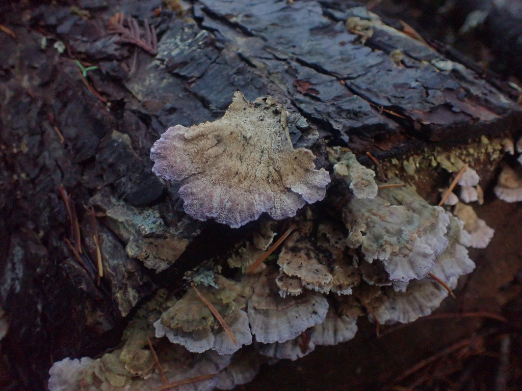 Trichaptum abietinum · November 2025 · photo: © dgwdoesthings (iNaturalist, cc0)