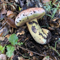 Butyriboletus persolidus