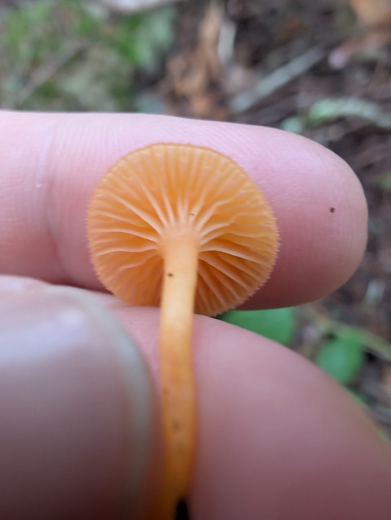 Chrysomphalina aurantiaca · November 2025 · photo: © simonele (iNaturalist, cc-by)