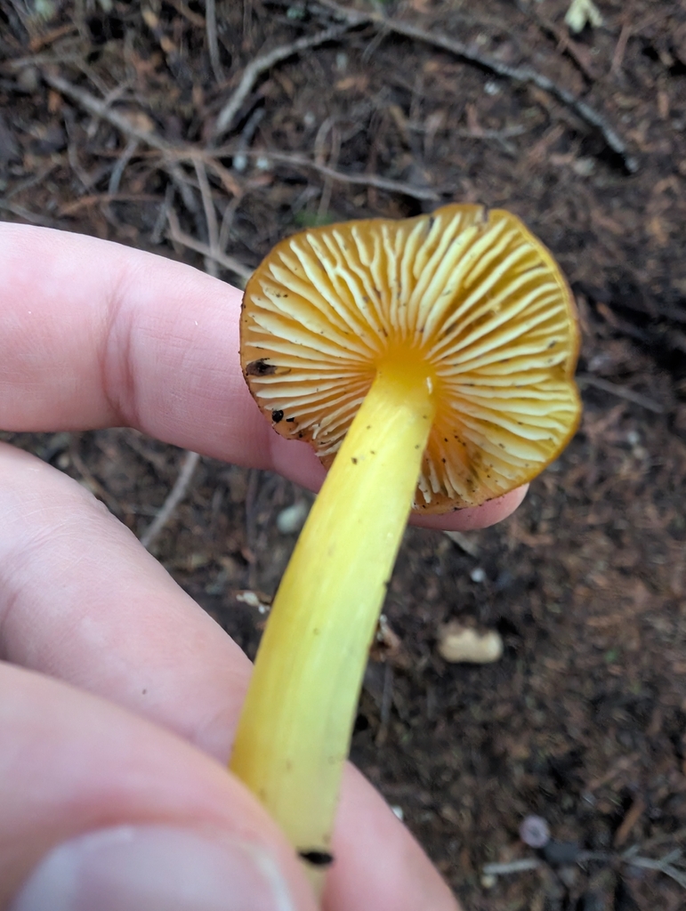 Hygrocybe sp. 'acutoconica-CA01' · November 2025 · photo: © simonele (iNaturalist, cc-by)