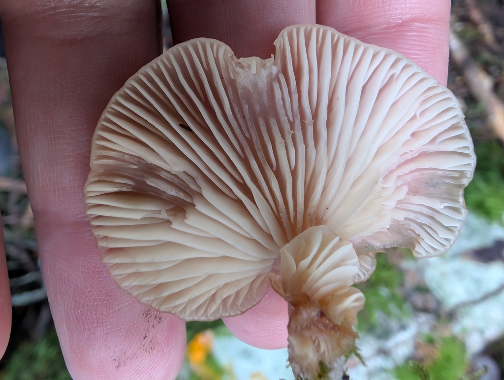 Scytinotus longinquus · November 2025 · photo: © simonele (iNaturalist, cc-by)