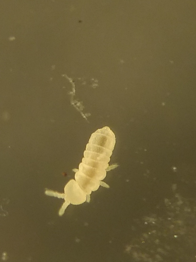 Paranurophorus simplex