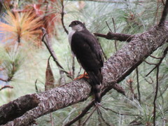 Accipiter striatus chionogaster