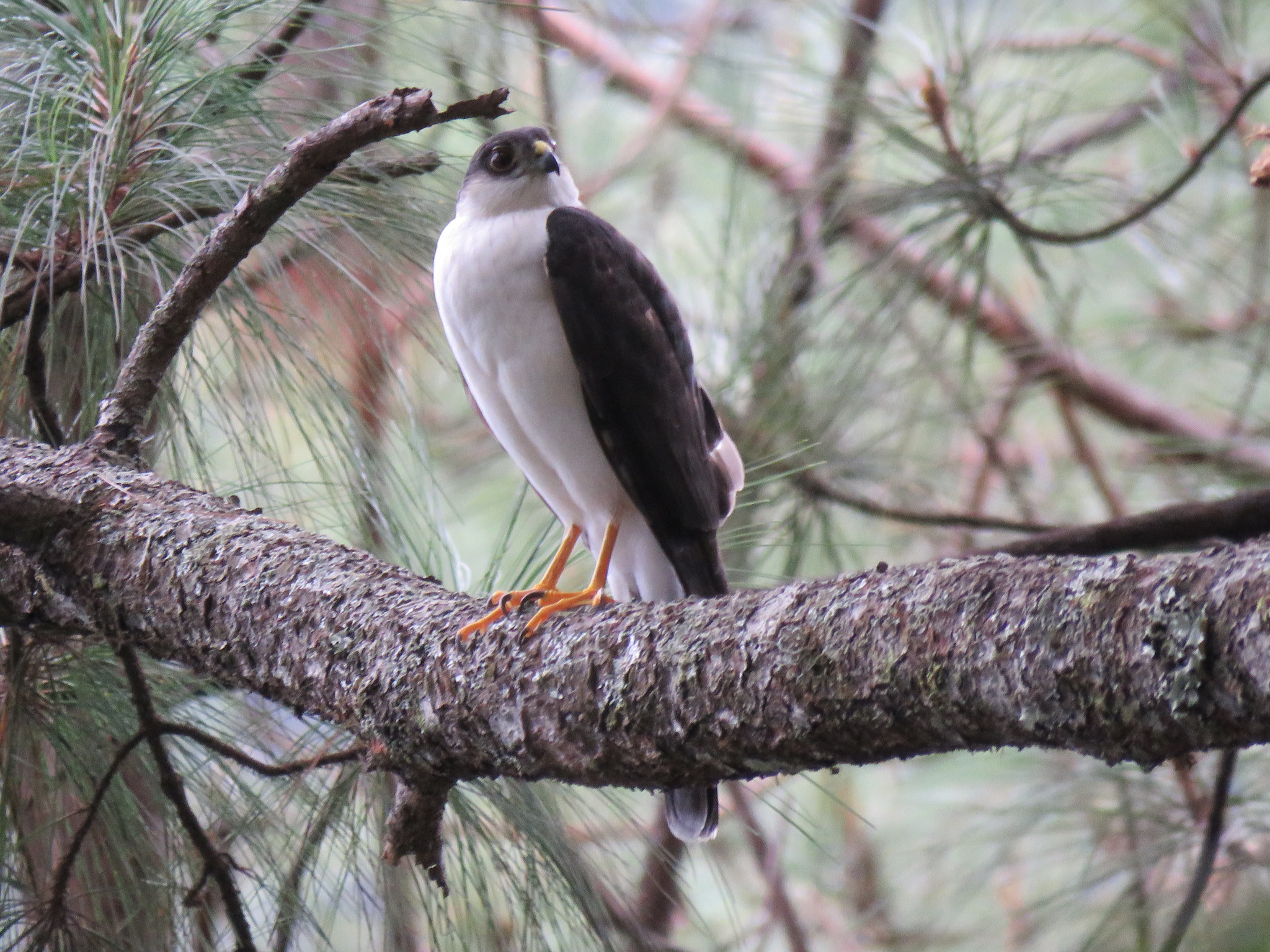 Gavilán Pecho Blanco (Subespecie Accipiter striatus chionogaster) ·  iNaturalist Ecuador