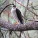 White-breasted Hawk - Photo (c) Hermes Vega, some rights reserved (CC BY-NC), uploaded by Hermes Vega