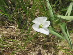 Calystegia spithamaea