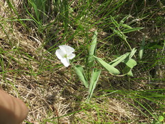 Calystegia spithamaea