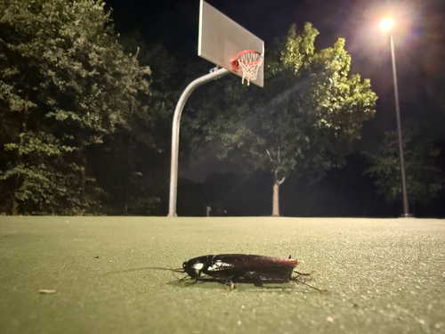 Smoky brown cockroach